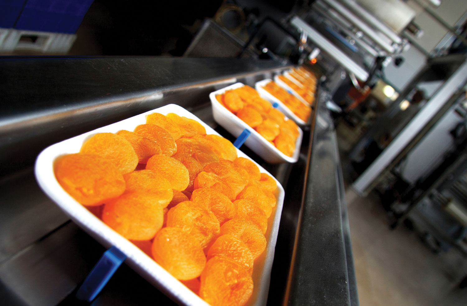 Pasha processing and export operations